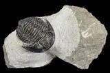 Detailed Gerastos Trilobite Fossil - Morocco #164735-1